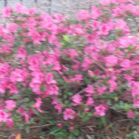 Spahn House Bed And Breakfast Senatobia エクステリア 写真