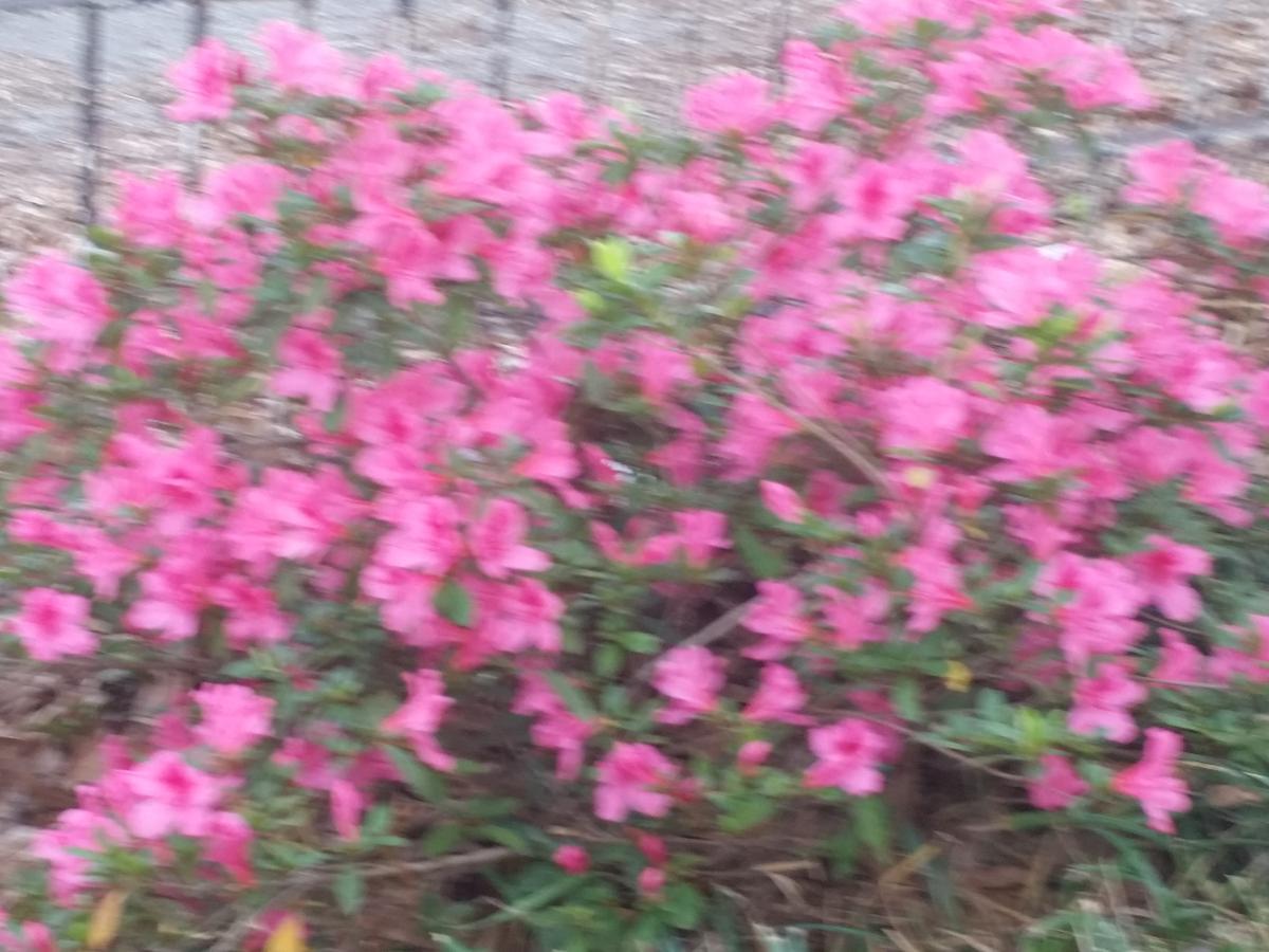 Spahn House Bed And Breakfast Senatobia エクステリア 写真