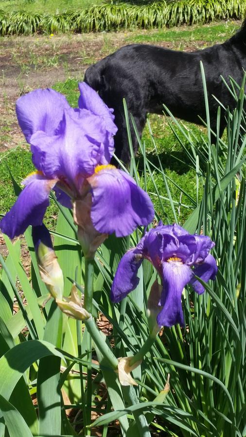 Spahn House Bed And Breakfast Senatobia エクステリア 写真